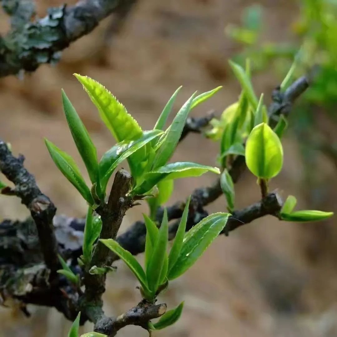 云话茶事 | 如何选购新茶