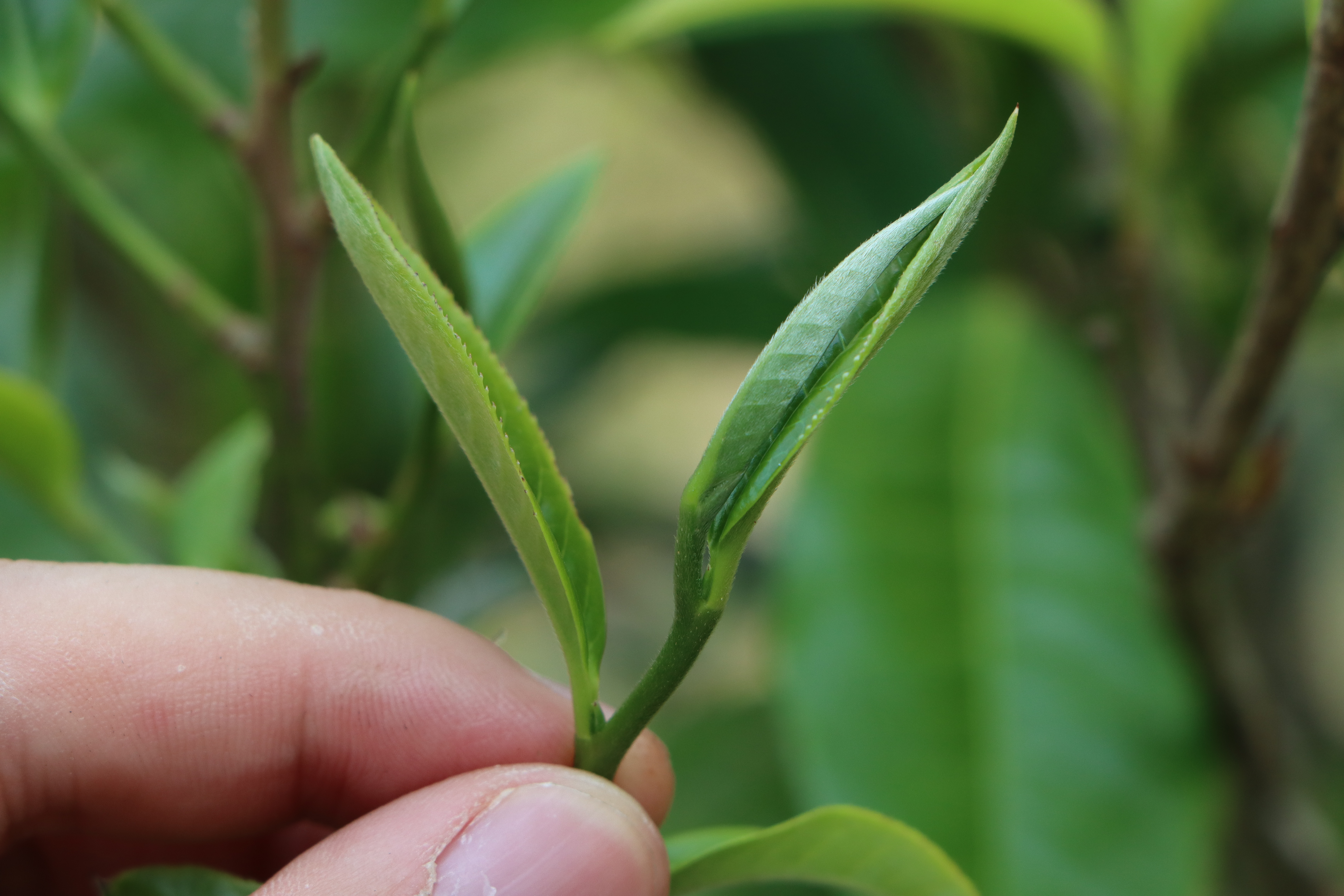 普洱茶的营养成份与生熟之别