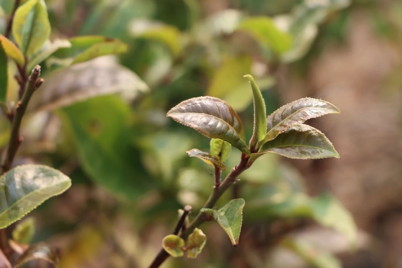 云话茶事|紫芽小青柑为什么鲜爽润甜