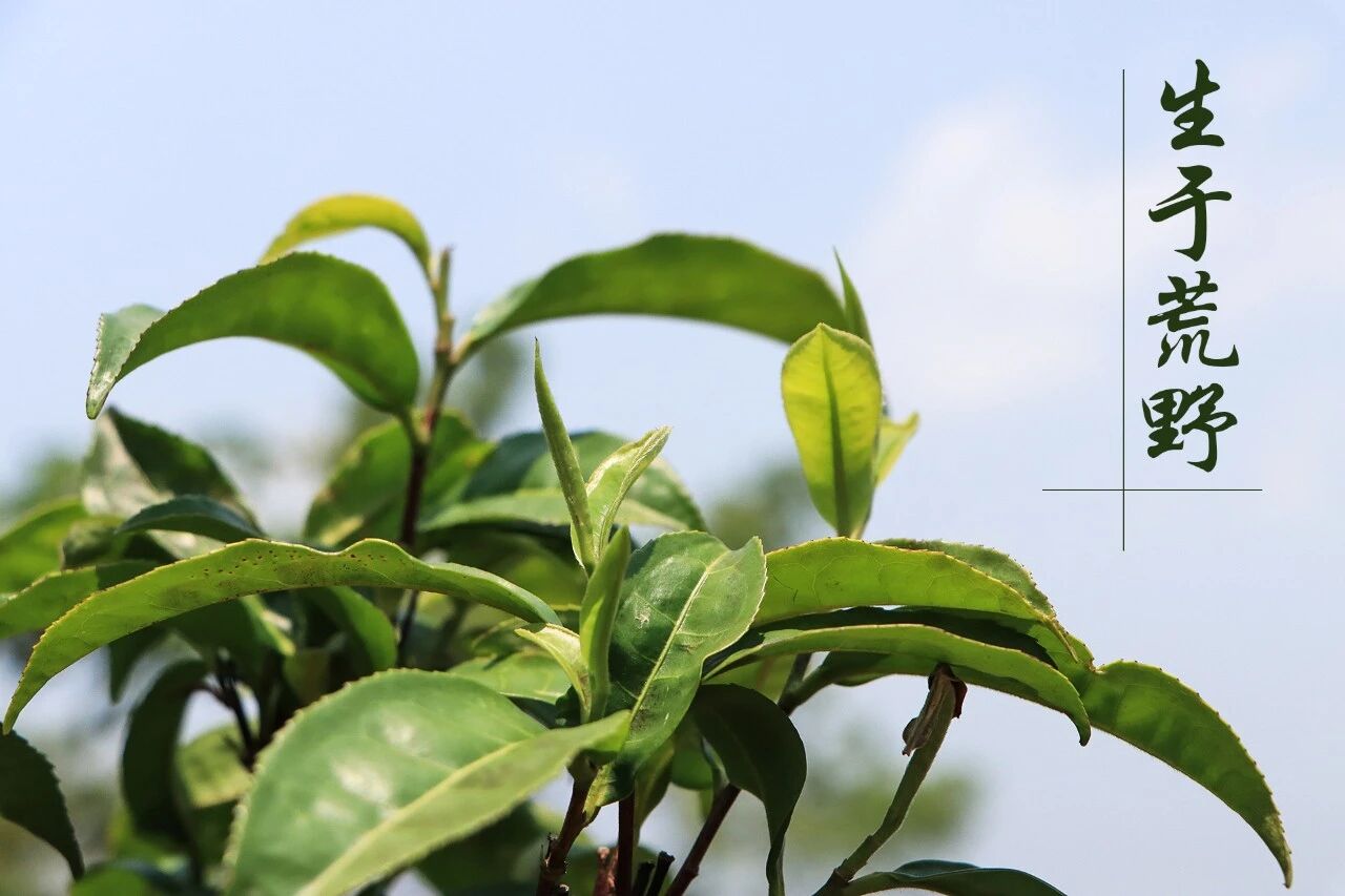 云话茶事|荒山岩韵茶