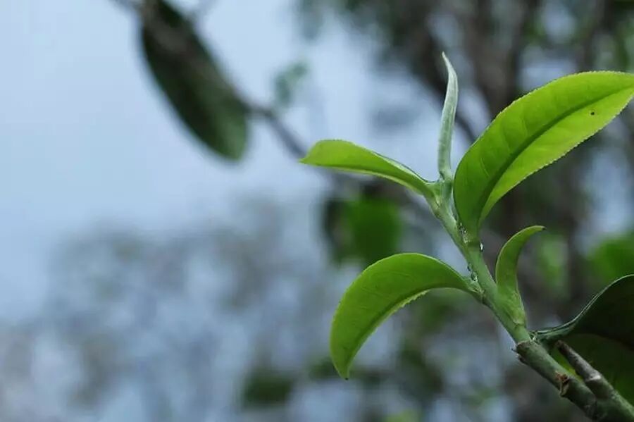 【云话茶事】一山一味之昔归