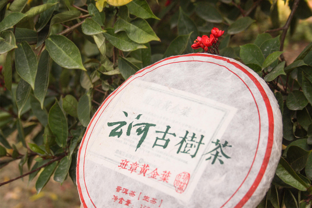 云河古树茶班章黄金叶.普洱生茶今日“霸气”上