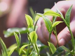 “高海拔、早春茶”|高山生态茶园所产制的茶叶