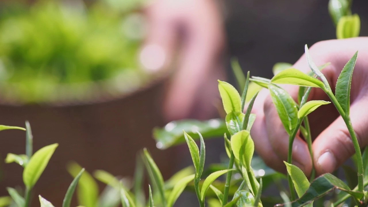 “高海拔、早春茶”|高山生态茶园所产制的茶叶