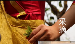 云河茶旅|一饼普洱茶的诞生