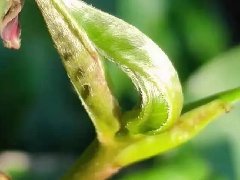 2021早春领鲜预售