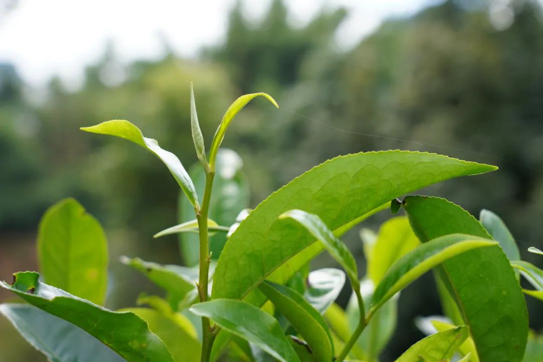 ​云话茶事 | 谷花开，秋茶摘，再深耕，又到“