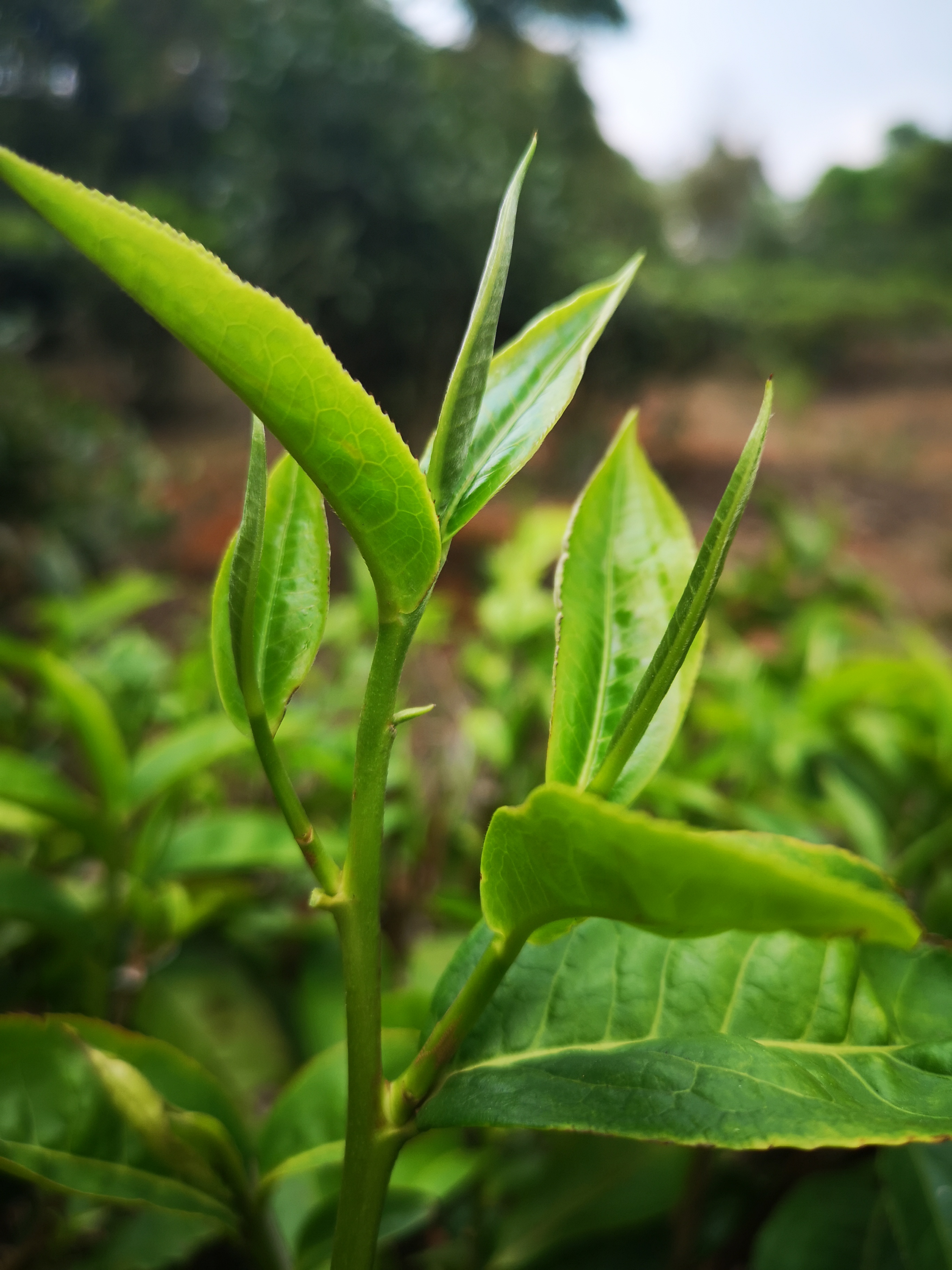 云话茶事 | 马蹄脚和小黄片是什么?