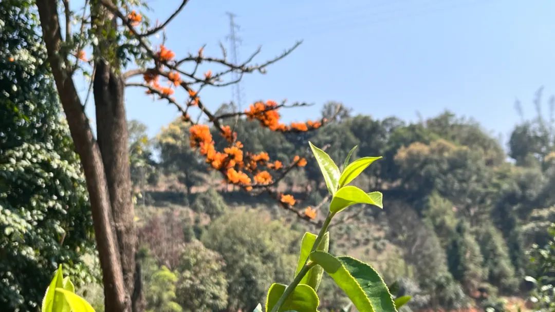 云话茶事 | 关于春茶的这几个点，你一定要知道