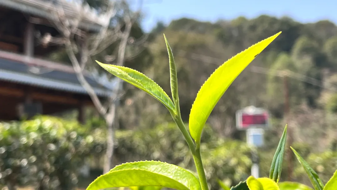 云话茶事 | 普洱茶的茶毫