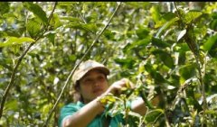 云话茶事|茶的匠心之旅