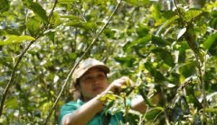 云话茶事|茶的匠心之旅