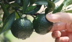 云话茶事 | 小青柑的制作工艺揭秘，干货满满